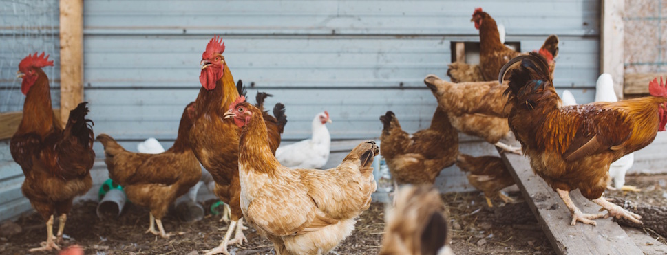 Poultry firm ordered to pay over £24,000 in costs and damages